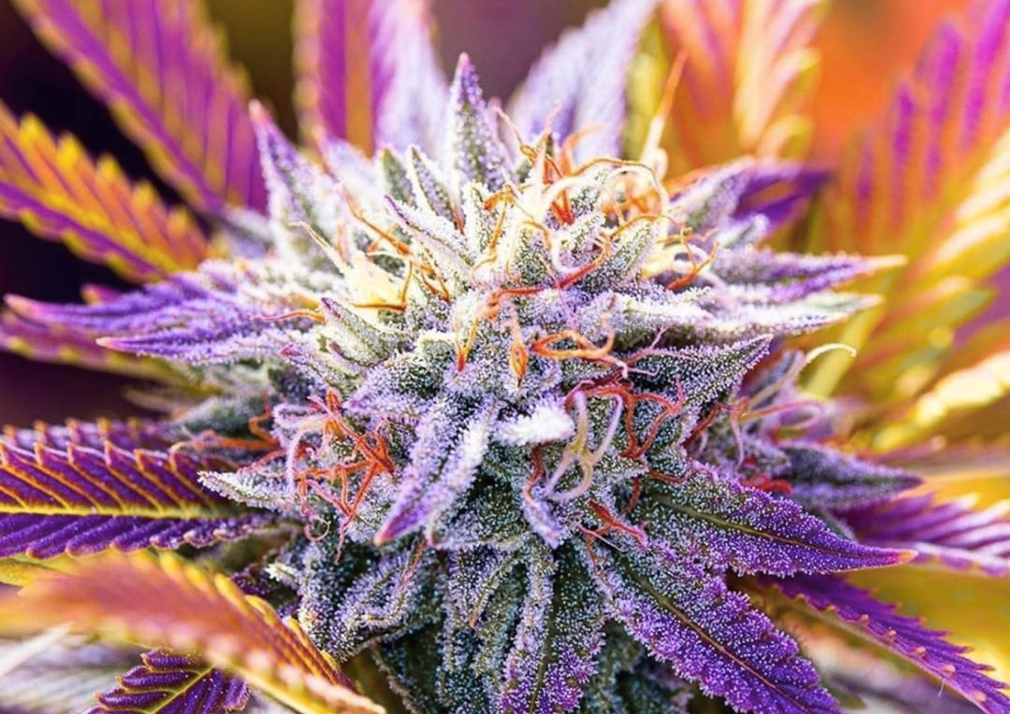 Cannabis Samen