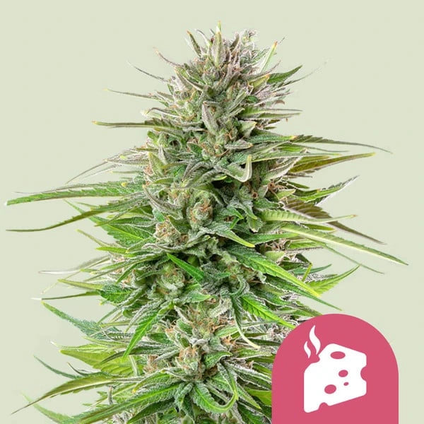 Blue Cheese 3x Feminized Cannabissamen