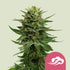 Blue Mystic 3x Feminized Cannabissamen