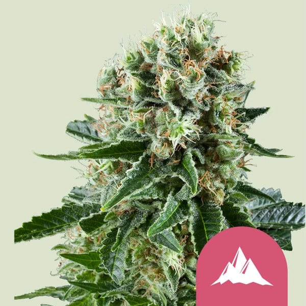 Critical Kush 3x Feminized Cannabissamen