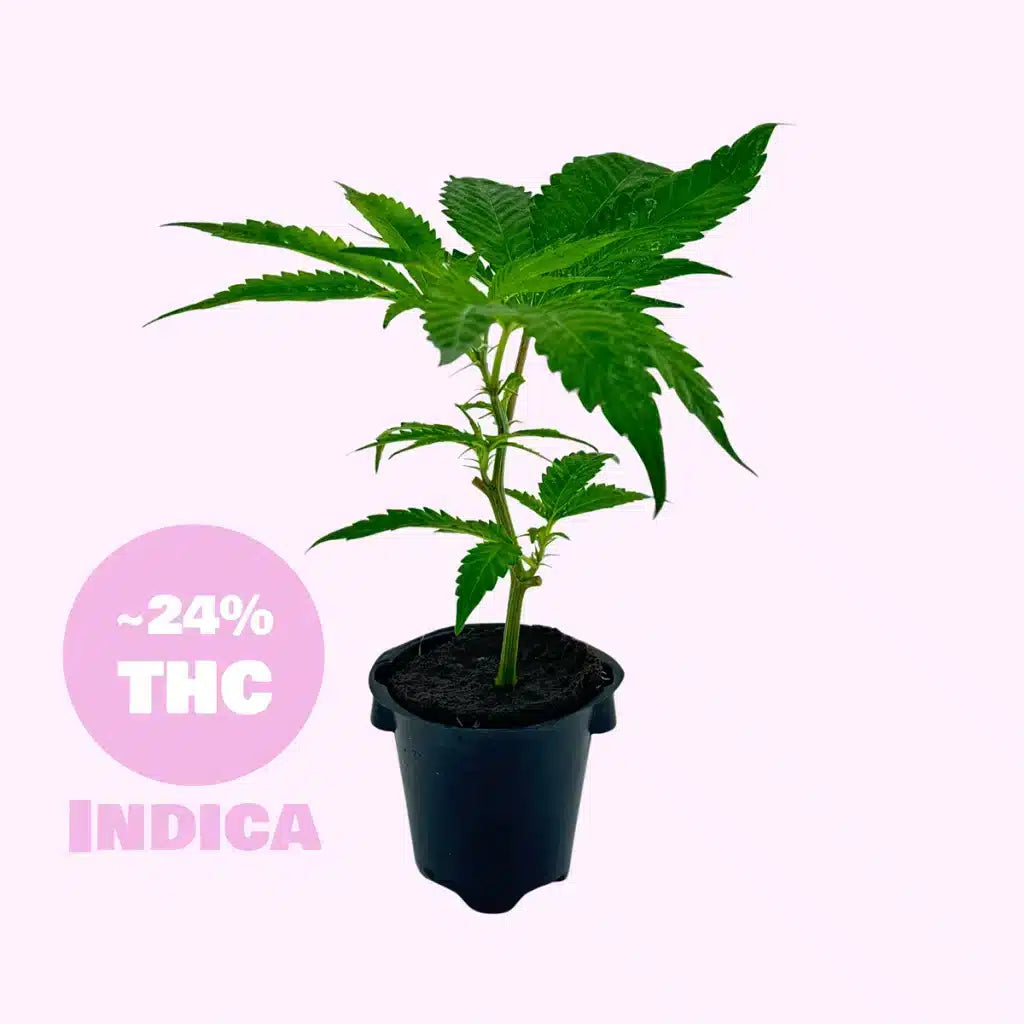 Eleven Rosé Steckling  24% THC