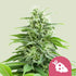 Fruit Spirit 3x Feminized Cannabissamen
