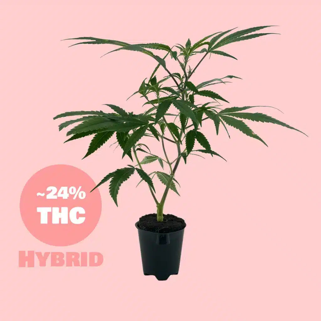 Gorilla Zkittelz Steckling  24% THC