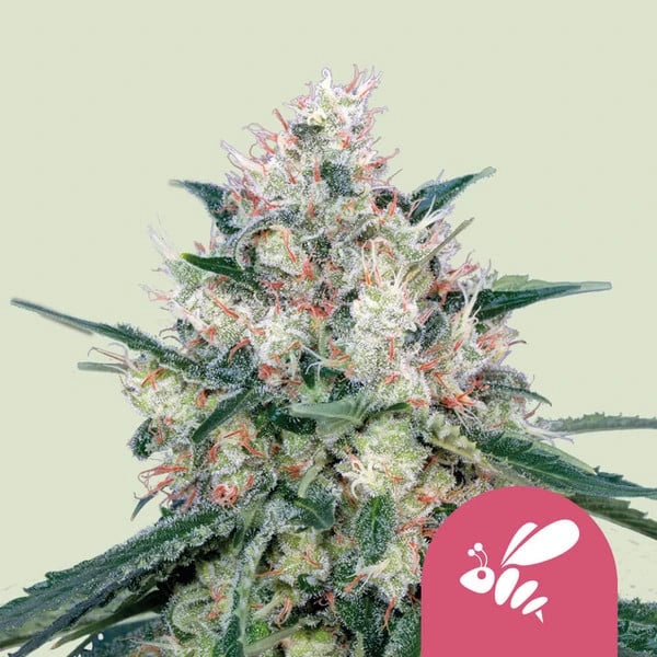 Honey Cream (Fast) 3x Feminized Cannabissamen