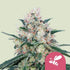 Honey Cream (Fast) 3x Feminized Cannabissamen