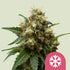 ICE - Indica Crystal Extreme 3x Feminized Cannabissamen