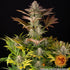 Jealousy Feminized 3x Cannabissamen