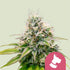 Kali Dog 3x Feminized Cannabissamen