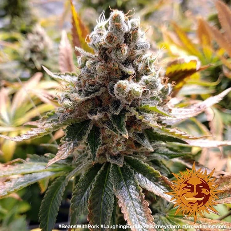 Laughing Buddha Feminized 3x Cannabissamen