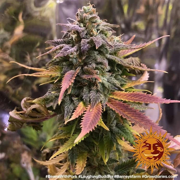 Laughing Buddha Feminized 3x Cannabissamen
