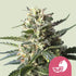 Lemon Shining Silver Haze 3x Feminized Cannabissamen