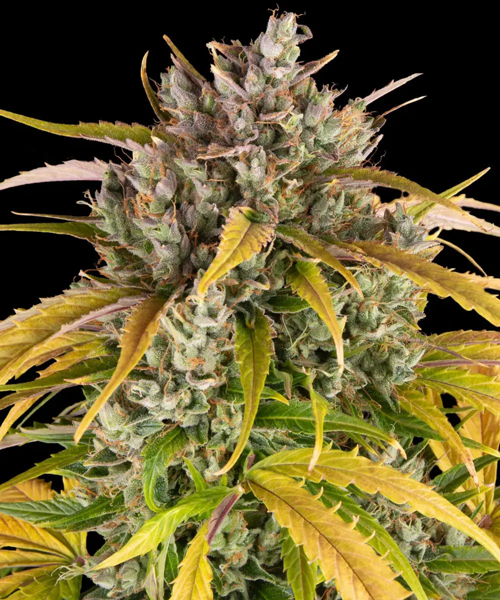 LSD Automatic 3x Cannabissamen