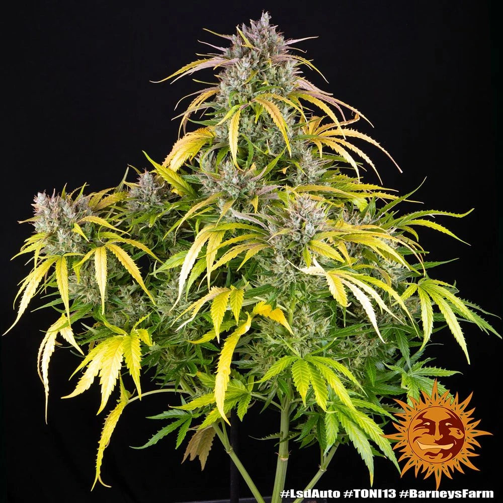 LSD Automatic 3x Cannabissamen