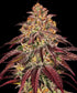 Mimosa x Orange Punch Automatic 3x Cannabissamen