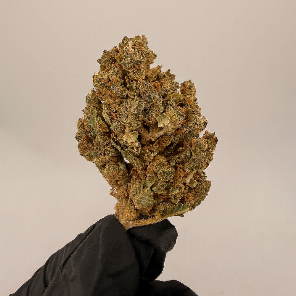 Pineapple Express Premium CBD Blüten Bulk 20g