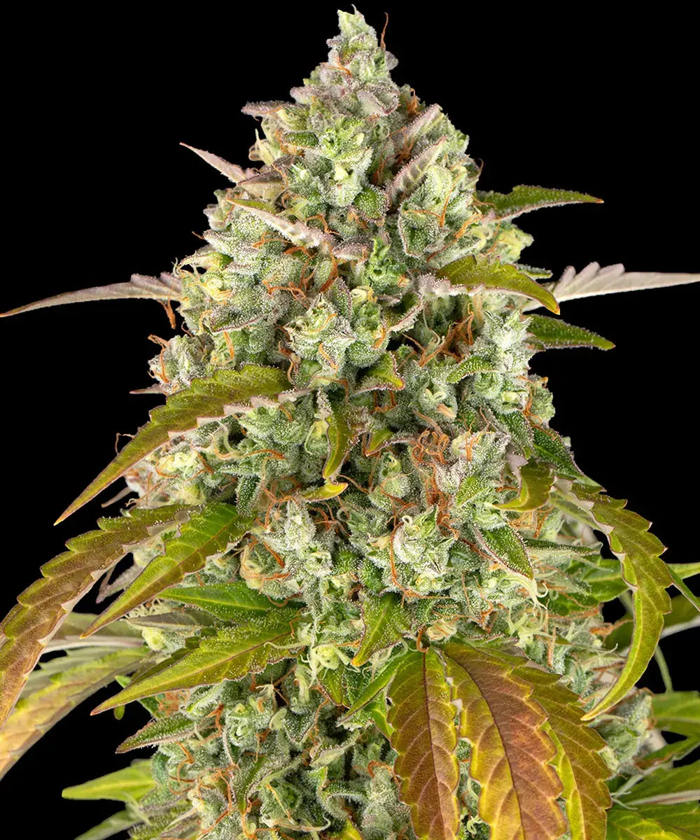 Pineapple Express Automatic 3x Cannabissamen