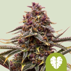 Pink Mist Automatic 3x Cannabissamen