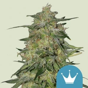 Royal Highness 3x Feminized CBD Cannabissamen