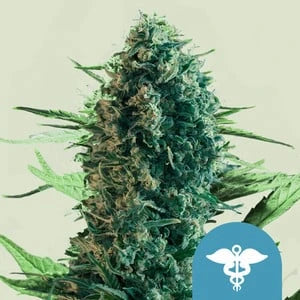 Royal Medic 3x Feminized CBD Cannabissamen