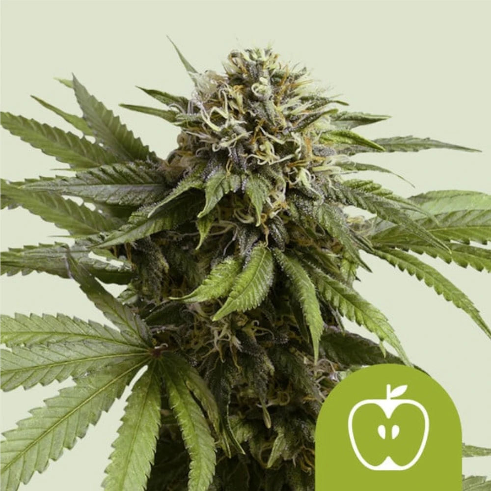 Apple Fritter Automatic 3x Cannabissamen