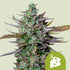 Blue Cheese Automatic 3x Cannabissamen