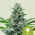 Royal Critical Automatic 3x Cannabissamen