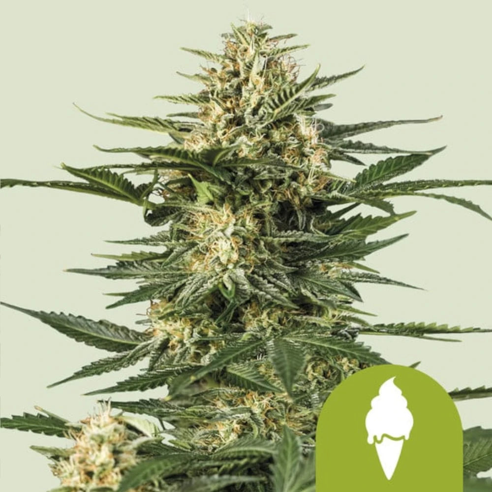 Cookies Gelato Automatic 3x Cannabissamen