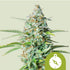 Northern Light Automatic 3x Cannabissamen