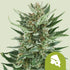 Royal Cheese Automatic 3x Cannabissamen