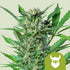 Royal Dwarf Automatic 3x Cannabissamen