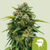 Sweet Skunk Automatic 3x Cannabissamen