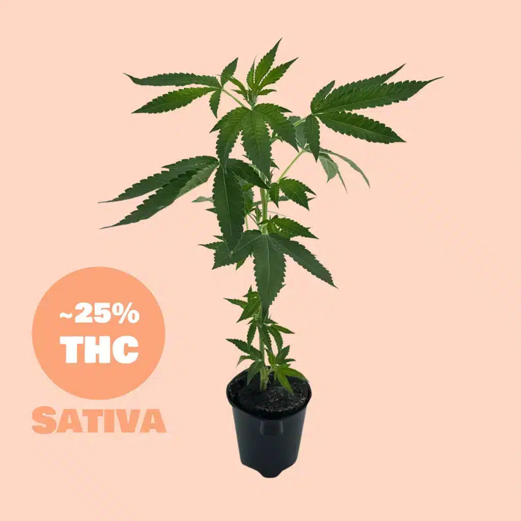 Bushmans Steckling 25% THC