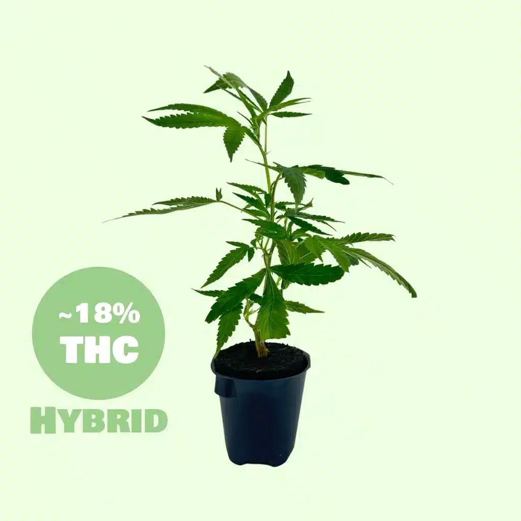 Cluster Bomb Steckling  18% THC