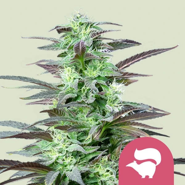 Skunk XL 3x Feminized Cannabissamen