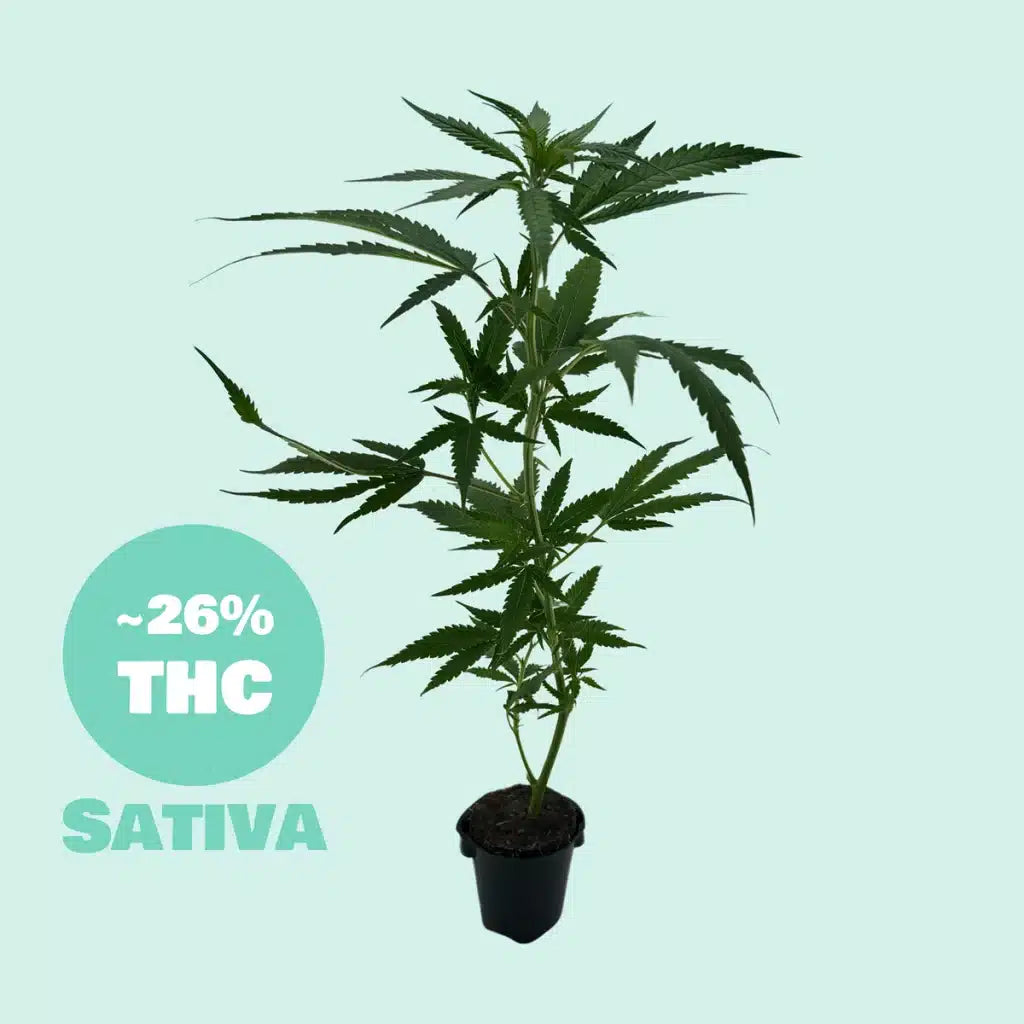 Sour Betty Steckling  26% THC