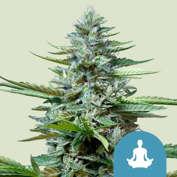 Stress Killer 3x Automatic CBD Cannabissamen