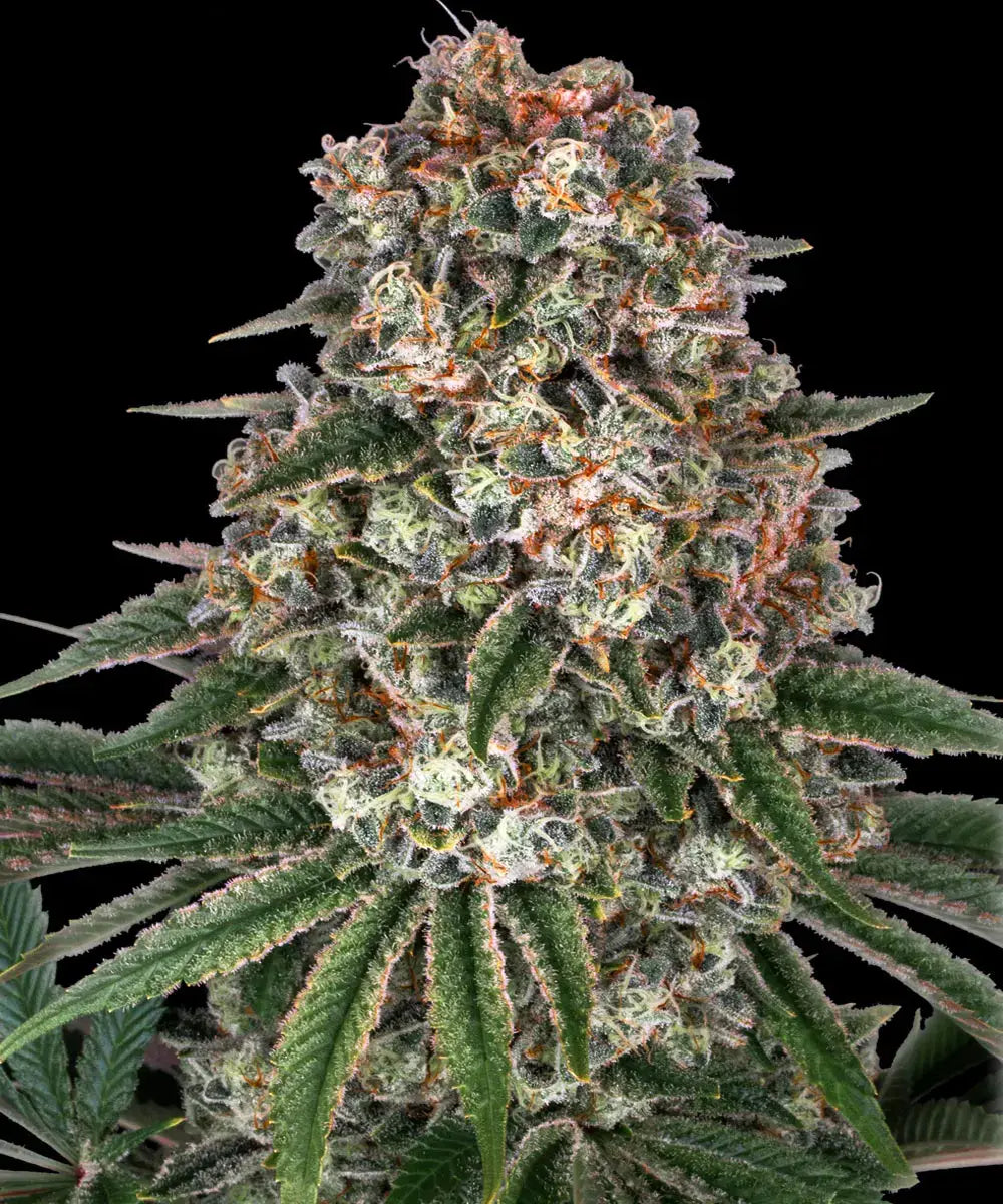 Tropicanna Banana Feminized 3x Cannabissamen