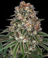 Tropicanna Banana Feminized 3x Cannabissamen