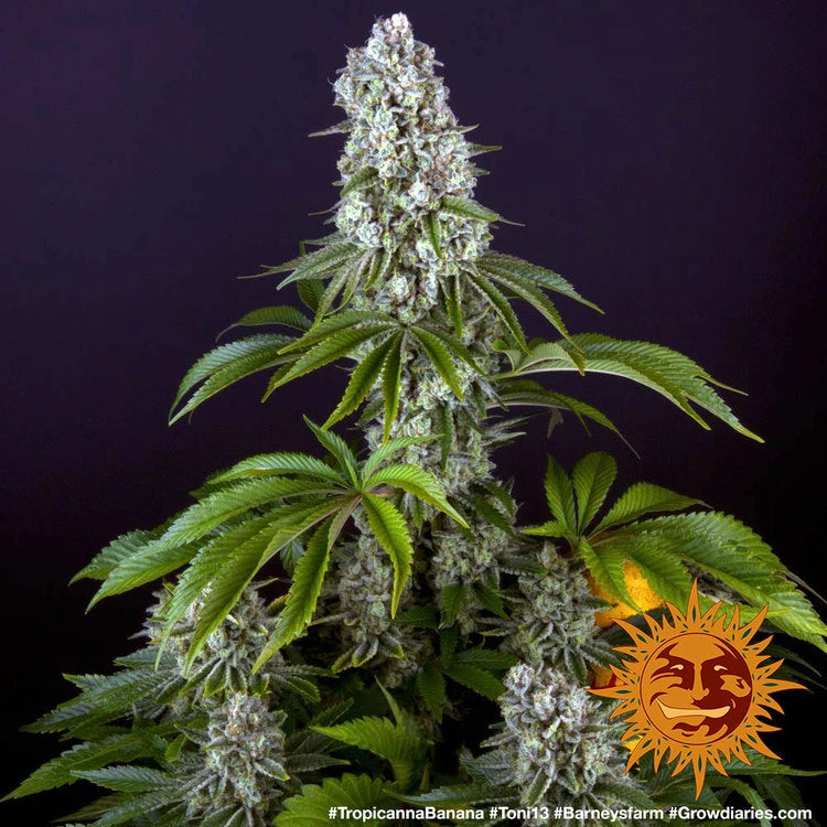 Tropicanna Banana Feminized 3x Cannabissamen