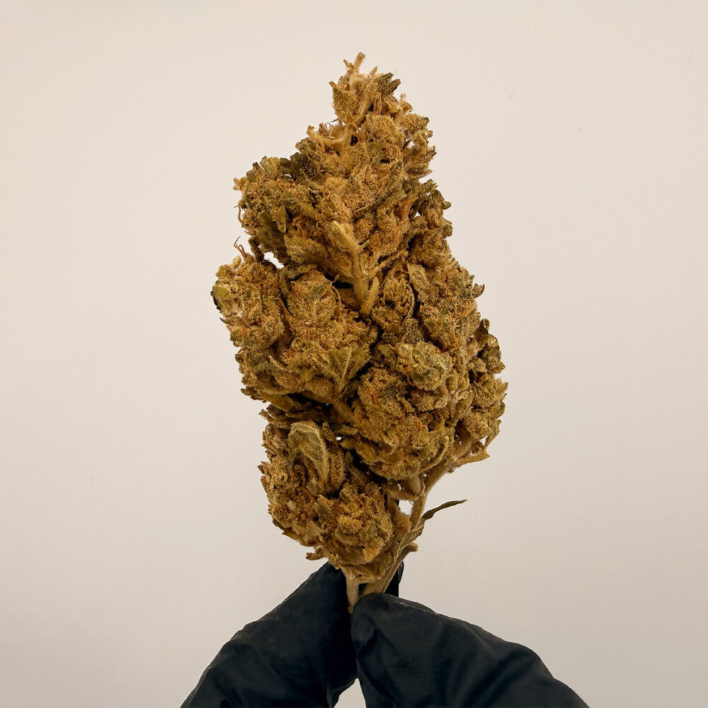 Strawberry Diesel Premium CBD Blüten Bulk 20g