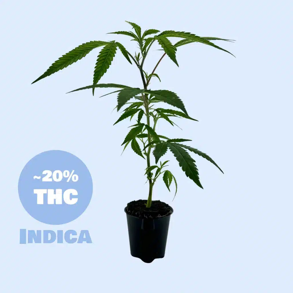 Ice Bomb Steckling 20% THC