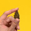 21_HighHappy_Maui_Wowi_1x1_4b.gif